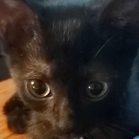 Meet your Posher, Ziare - Picture 1 of 1